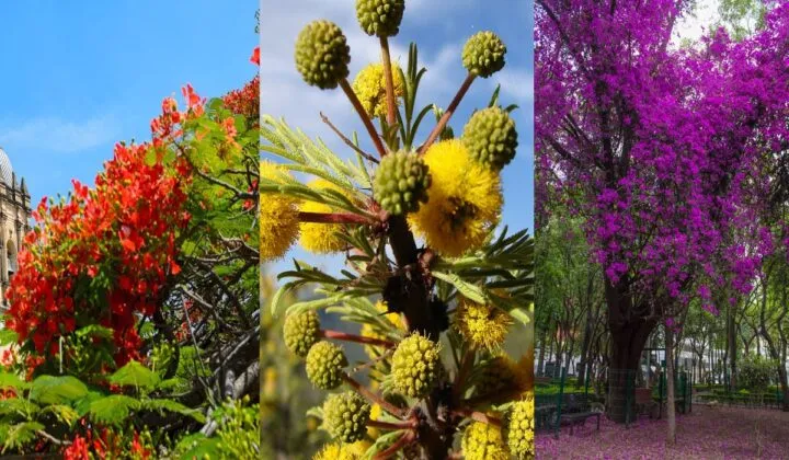 Árboles que dan color a México, además de las jacarandas