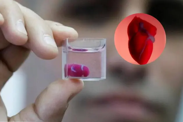 Cientiico logra la impresion 3D de un corazon funcional