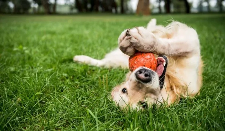 Cuáles son las enfermedades más frecuentes en perros