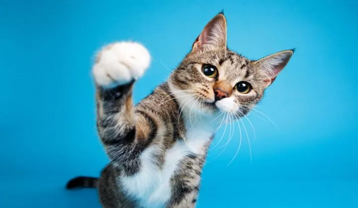 Día Internacional del Gato_ 10 datos curiosos sobre este felino
