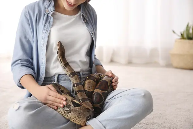 Joven sosteniendo una serpiente doméstica en un terrario adecuado, ejemplo de tener serpientes como mascotas de manera legal y responsable