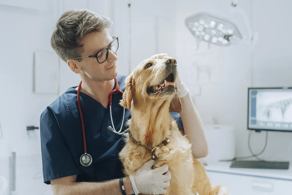 ¿Quieres ser veterinario? Conoce las principales ramas de la veterinaria