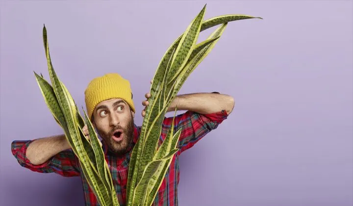 Test: plantas que van de acuerdo a tu personalidad