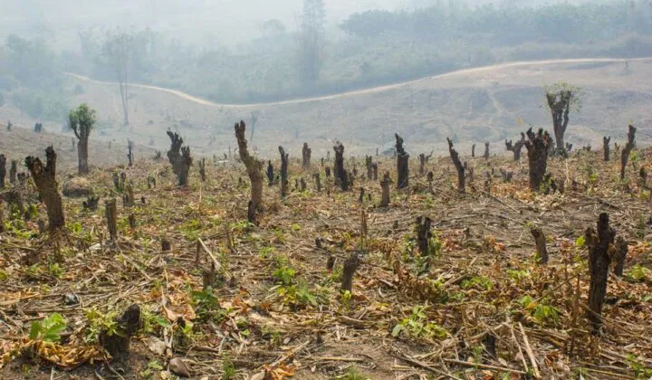 Brasil rompe récord en deforestación