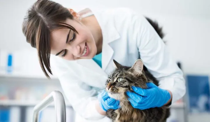 ¿Por qué estudiar Veterinaria?